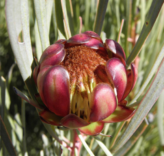 Protea acuminata