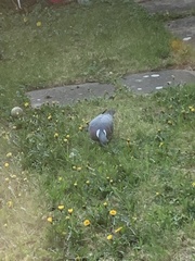 Columba palumbus
