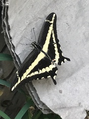 Heraclides