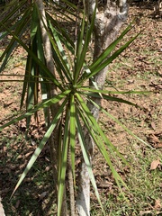 Dracaena reflexa angustifolia