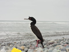 Guanay Cormorant photo 4