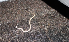 Arizona elegans philipi