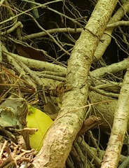 Nerodia sipedon pleuralis