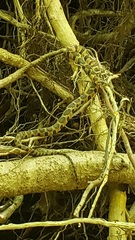 Nerodia sipedon pleuralis