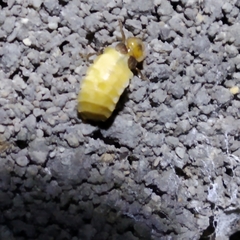 Lamprohiza mulsantii