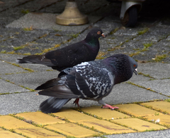 Columba livia domestica