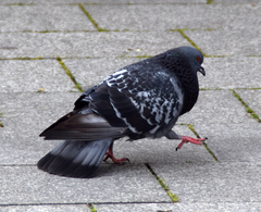 Columba livia domestica