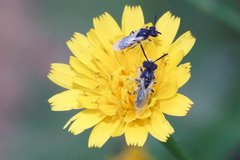 Panurginus albopilosus