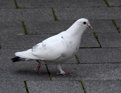 Columba livia domestica