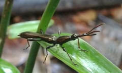 Bulbogaster ctenostomoides