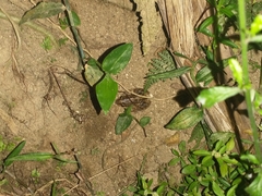Leptodactylus albilabris