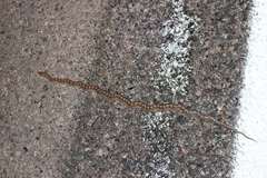 Arizona elegans philipi