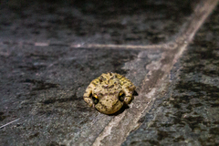 Hylidae