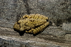 Hylidae
