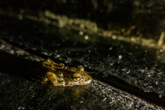 Hylidae