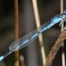 Sapphire Bluet - Photo (c) Alex Rebelo, some rights reserved (CC BY-NC), uploaded by Alex Rebelo