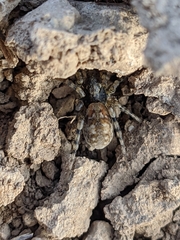 Arctosa perita