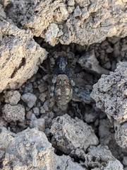 Arctosa perita