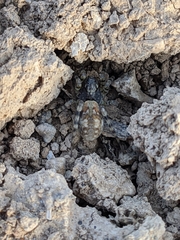 Arctosa perita