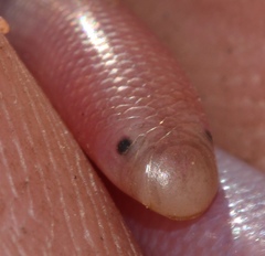 Rhinotyphlops lalandei