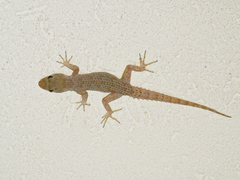 Mediodactylus kotschyi