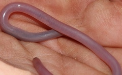 Rhinotyphlops lalandei