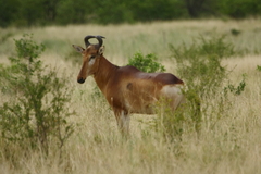 Alcelaphus buselaphus lichtensteinii