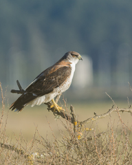 Geranoaetus polyosoma polyosoma