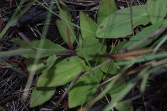 Helenium pinnatifidum
