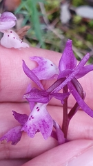 Orchis laeta image