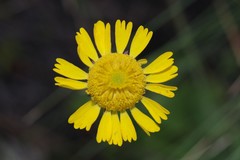 Helenium pinnatifidum