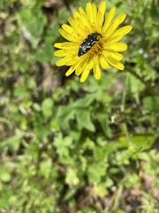 Acmaeodera ornata