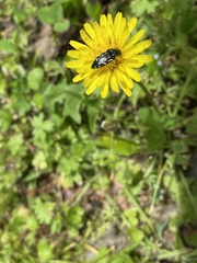 Acmaeodera ornata