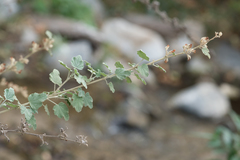 Malacothamnus fasciculatus