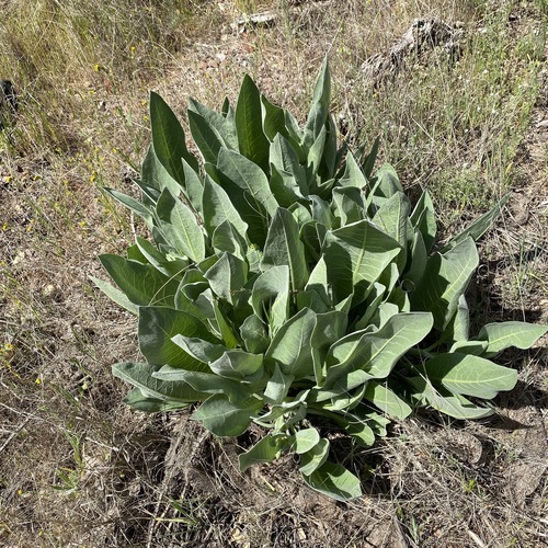 Whitehead Mule-ears foliage