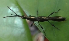 Bulbogaster ctenostomoides