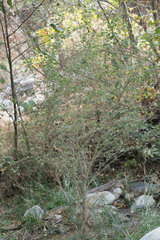 Malacothamnus fasciculatus