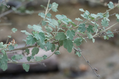 Malacothamnus fasciculatus