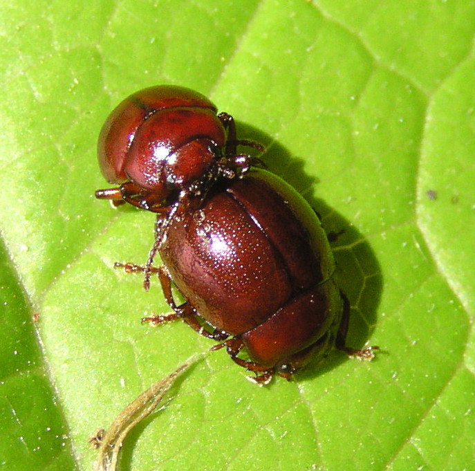 Chrysolina porphyrea