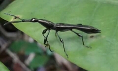 Bulbogaster ctenostomoides