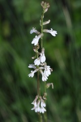 Lobelia paludosa