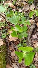 Trillium flexipes