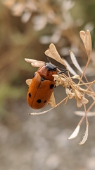 Tituboea sexmaculata