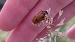 Tituboea sexmaculata