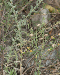 Heterotheca sessiliflora