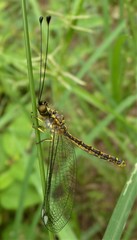 Suhpalacsa dietrichiae