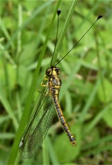 Suhpalacsa dietrichiae