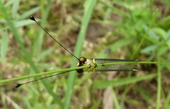 Suhpalacsa dietrichiae