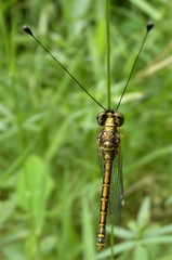 Suhpalacsa dietrichiae