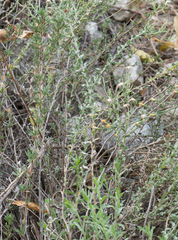 Heterotheca sessiliflora